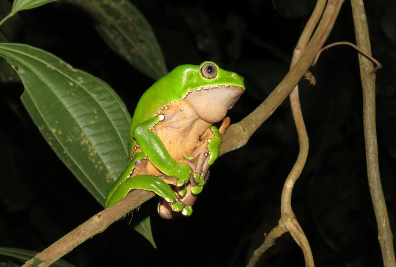 Kambo frog sitting on a branch in the Amazon rainforest