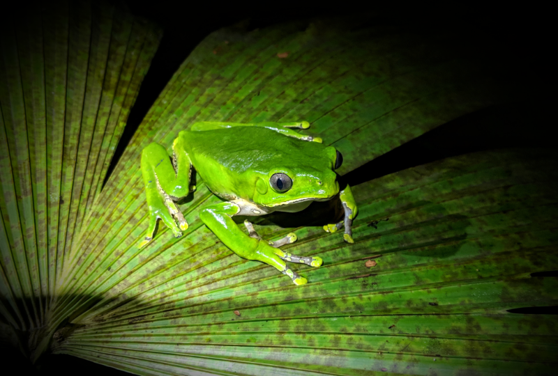 Kambo frog sitting on a leaf in the Amazon rainforest