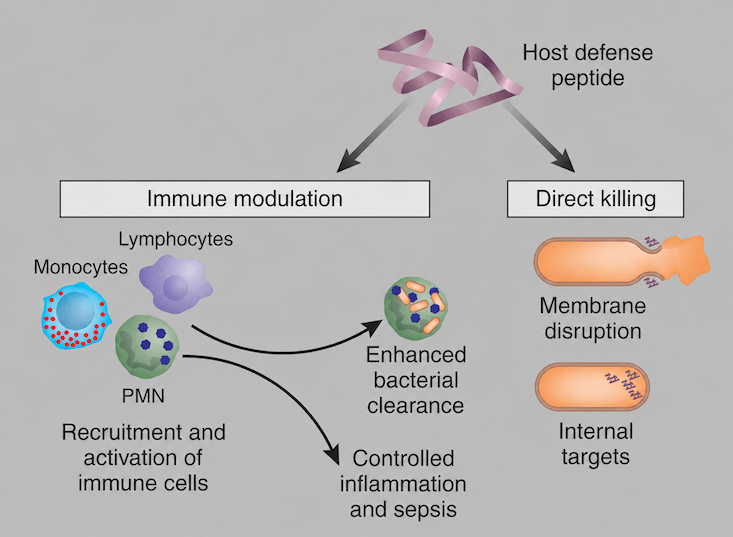 Immune system activation of HDPs from kambo peptide research