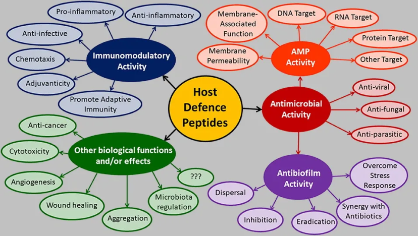 Diversity of biological functions described for HDPs, from kambo peptide research