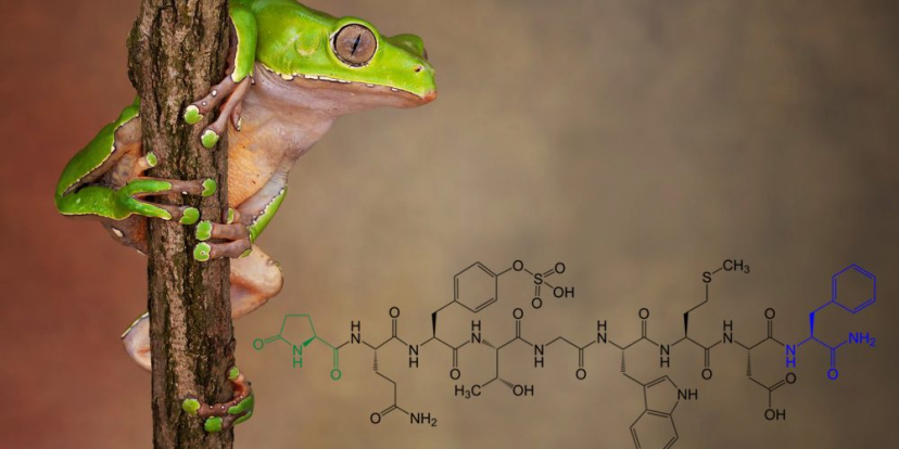 Illustration of the bioactive peptide structures found in kambo frog secretion