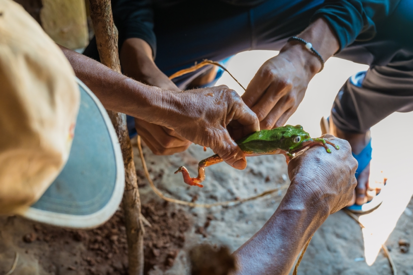 Matsés tribes collecting kambo secretion from a Giant Monkey Tree Frog in the Amazon