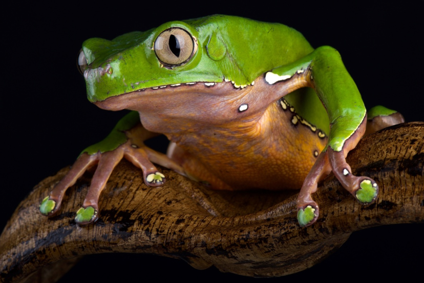 Phyllomedusa bicolor - the Giant Monkey Tree Frog, source of the kambo secretion used in sessions